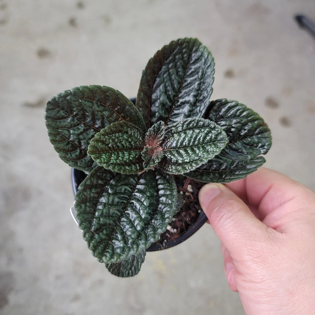 Pilea 'chocolat'