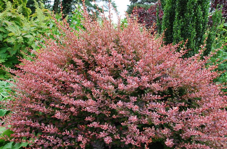 Berberis thunbergii 'Rose Glow'