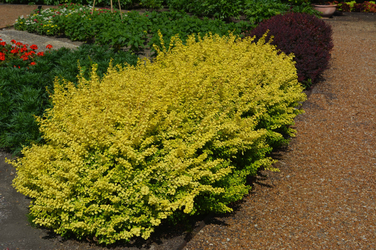 Berberis thunbergii 'Aurea Nana'