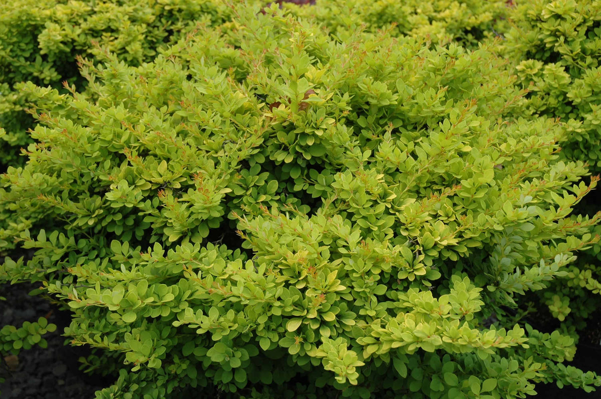 Berberis Sunsation