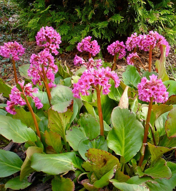 Bergenia cordifolia