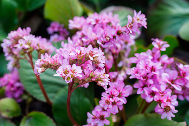 Bergenia Rotblum