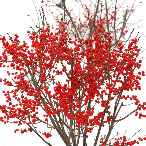 Ilex verticillata 'Mr. Poppins'