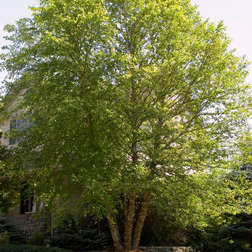 Betula Nigra Heritage