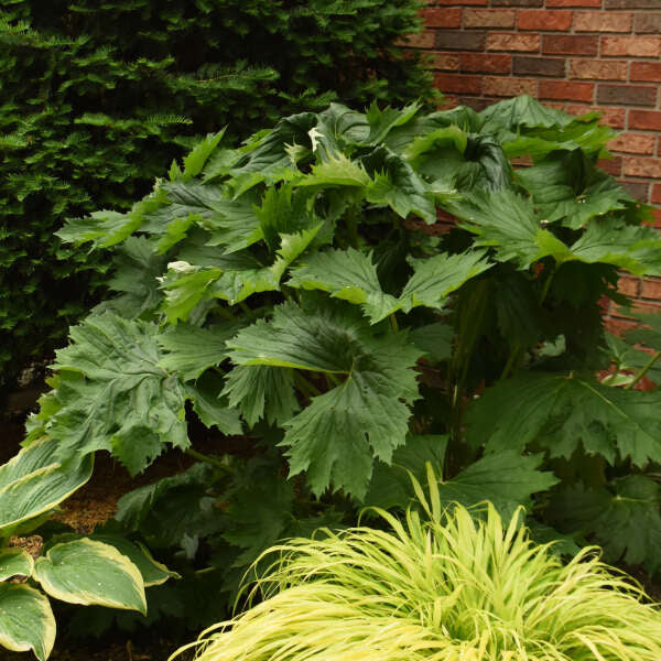 Ligularia 'Big Green Tractor'