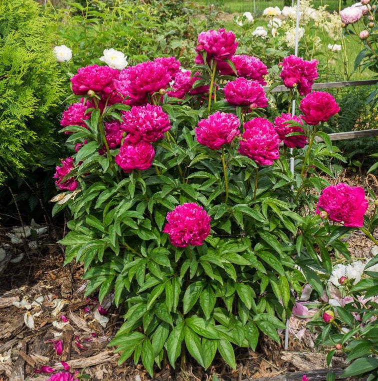 Paeonia 'Big Ben'