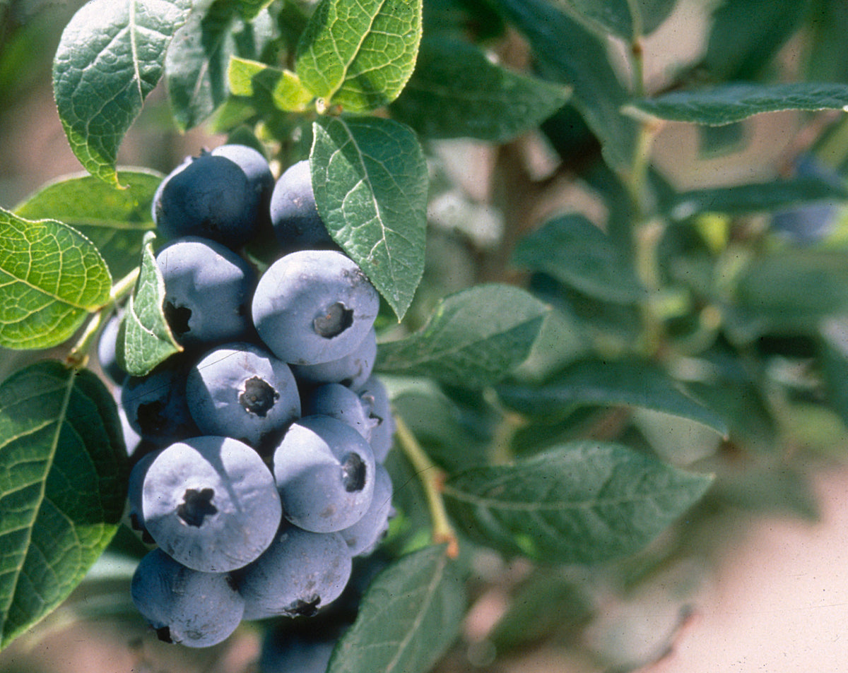 Vaccinium 'Chandler' (Bleuet 'Chandler')