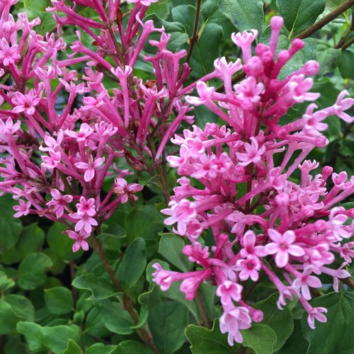 Syringa 'Bloomerang Dwarf Pink' - LILAS