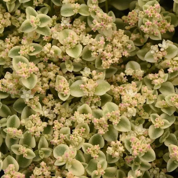 Sedum Little shimmer