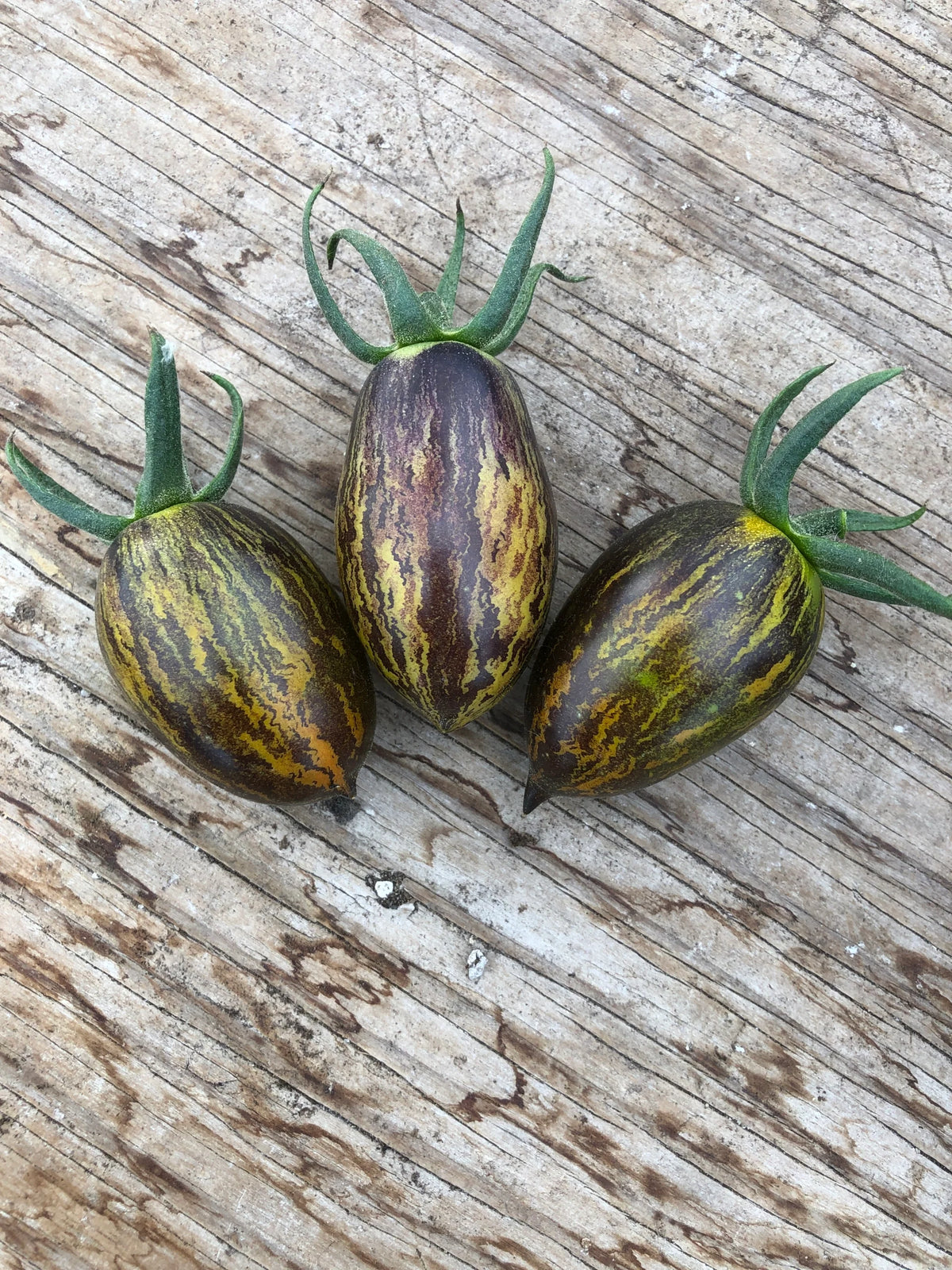 Seed - Tomato 'Brad's Atomic' - Portage seeds