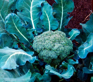 Semence - Brocoli Waltham - Semences du potarge