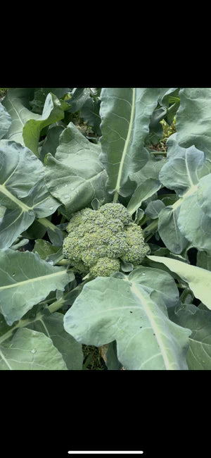 Semence - Brocoli Nutribud - Semences du portage