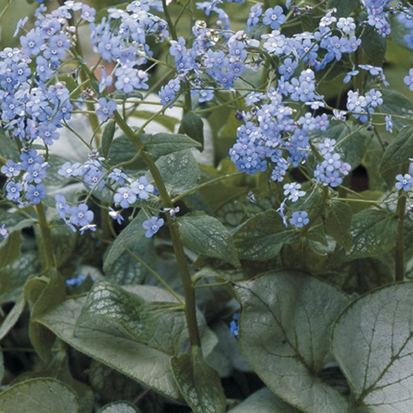 BRUNNERA ‘Looking Glass’ (macrophylla)