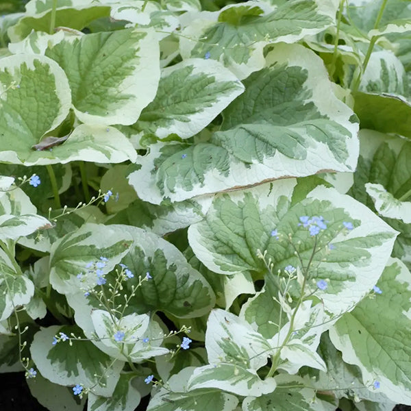 BRUNNERA ‘Variegata'(macrophylla)