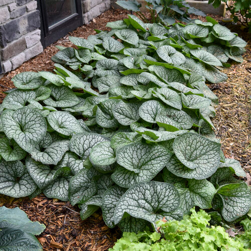 Brunnera macrophylla 'Jack of Diamonds'