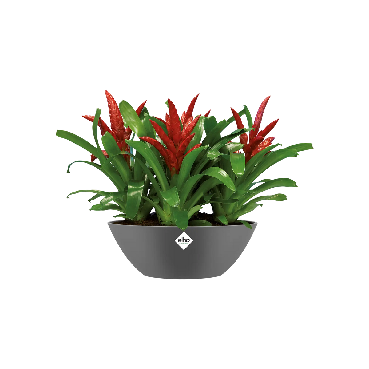 Pot Elho Brussels Ovale 20 - Pot De Fleurs pour Intérieur - Ø 20.2 x H 10.5 cm - Noir/Anthracite