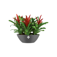 Pot Elho Brussels Ovale 20 - Pot De Fleurs pour Intérieur - Ø 20.2 x H 10.5 cm - Noir/Anthracite