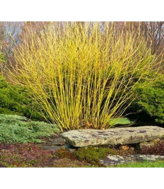 Cornus alba Bud's Yellow