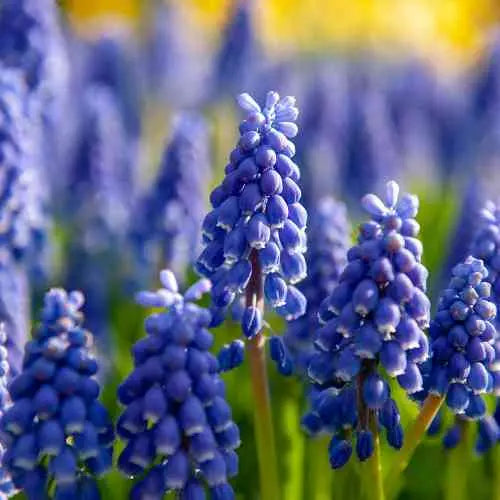 Bulbe d'automne - Muscari Ameniacum