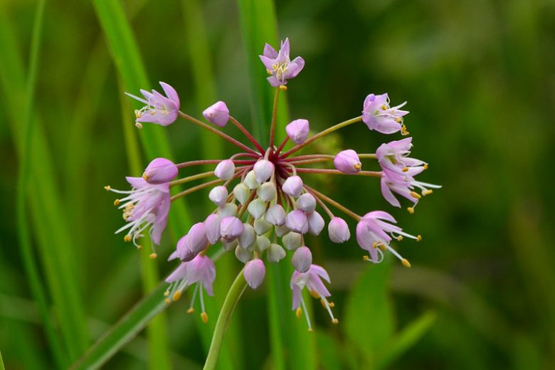 Allium Cernuum - Nodding Onion