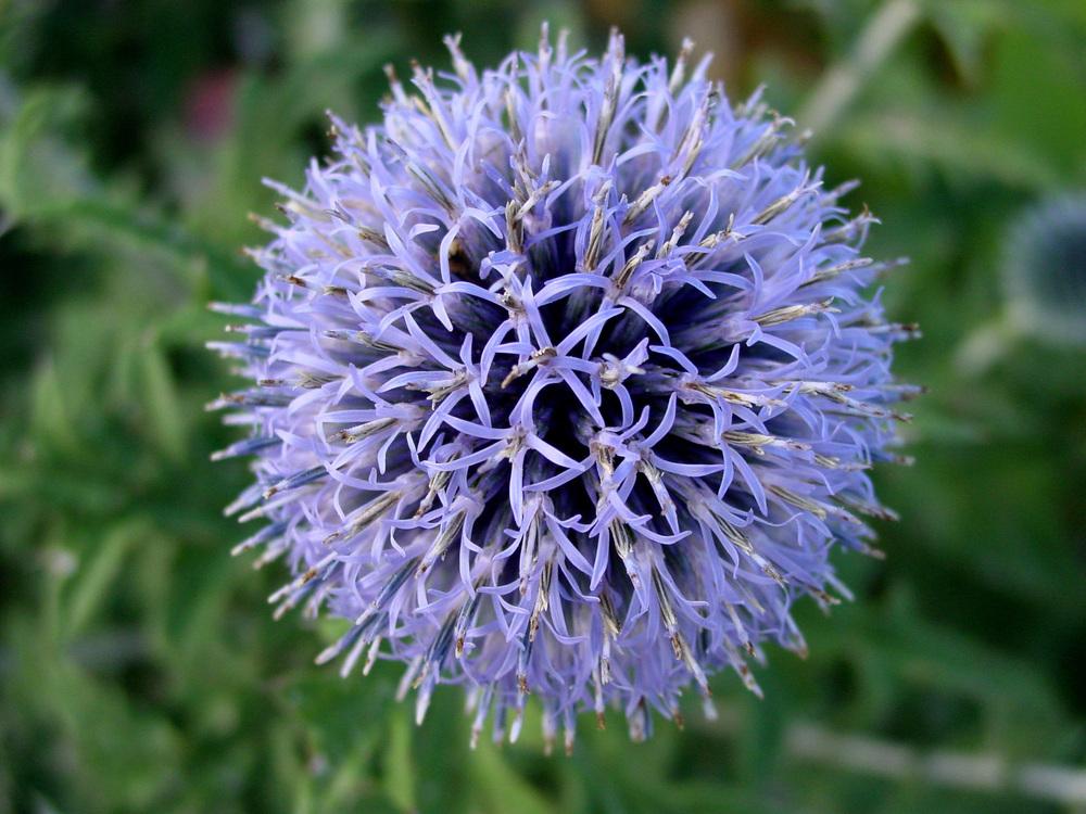 Echinops bannaticus 'Blue globe'