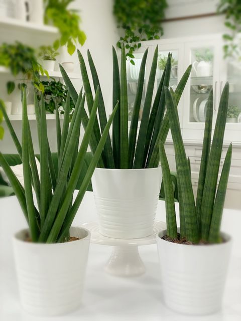 sansevieria cylindrica entretien Sansevière Cylindrica – FleurExcel Inc