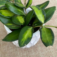Hoya burtoniae f. variegata