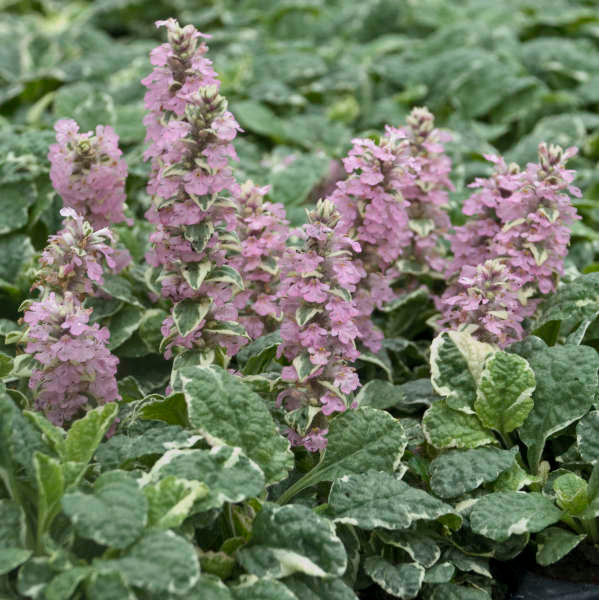 Ajuga reptans 'Pink Lightning'