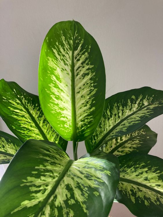 Dieffenbachia 'Tropic snow'