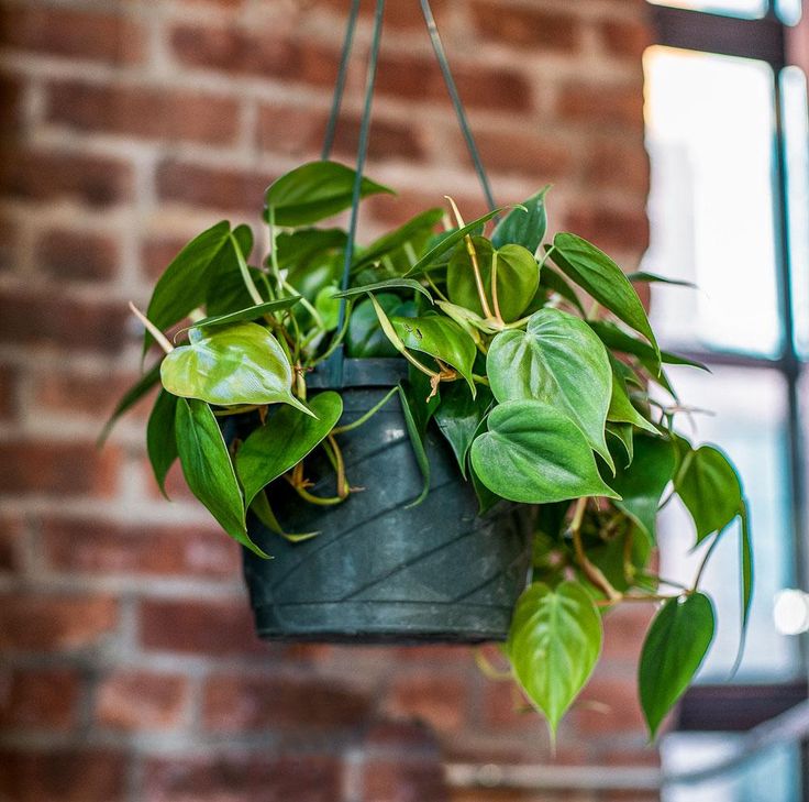 philodendron cordatum entretien Philodendron Cordatum