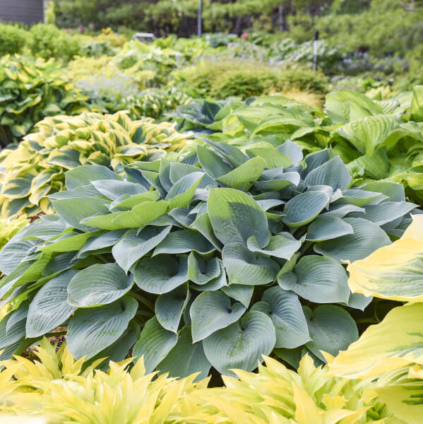 Hosta 'Halcyon'