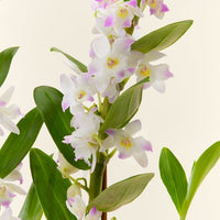 Dendrobium nobile – Ochidée bambou