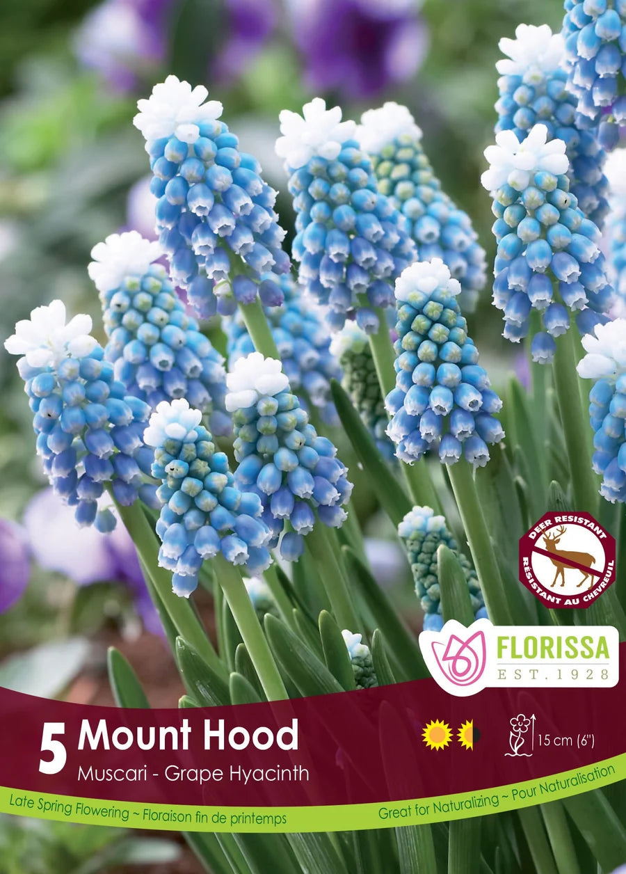 bulbe d'automne - muscari Mount Hood