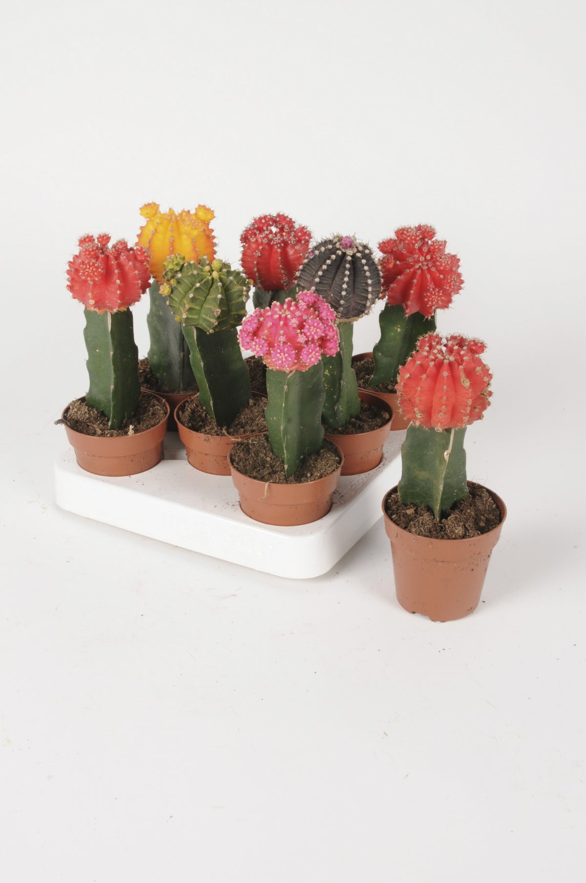 Cactus Greffé 2.5"