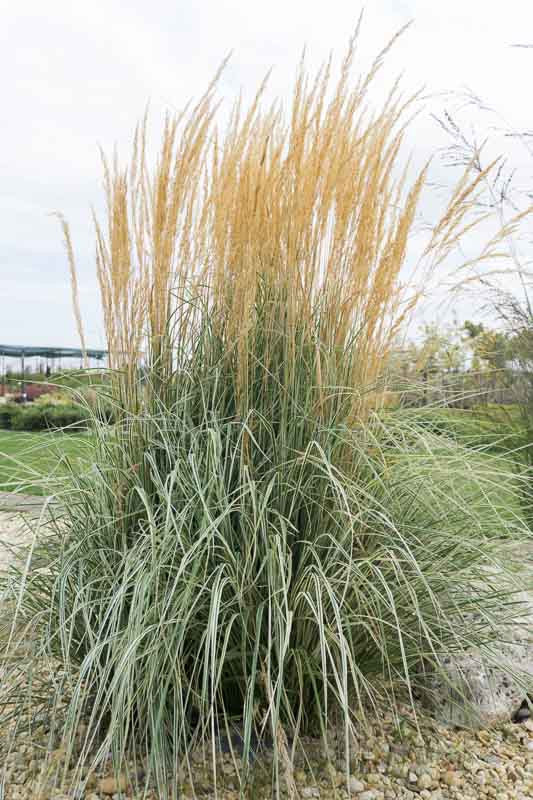 Calamagrostis 'Overdam'