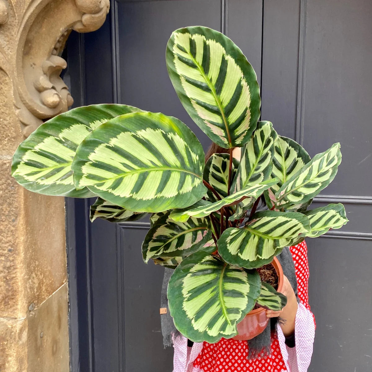 Calathea Cora