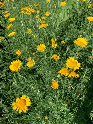 Seeds - Dyer's Chamomile - Portage Seeds