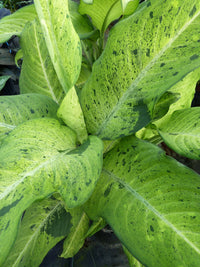 Diffenbachia camouflage