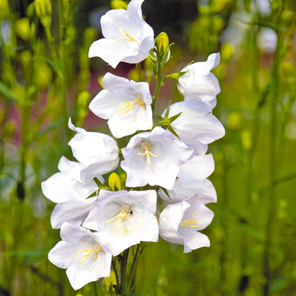 Campanula persicifolia 'Alba'