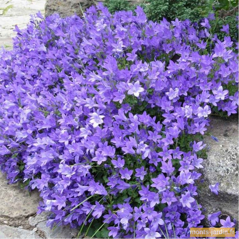 Campanula muralis 'Clockwise' - campanule