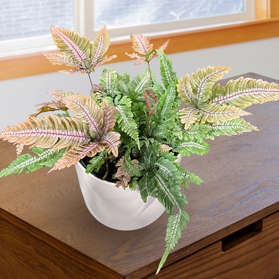 Pteris aspericaulis var. tricolor - orange fern