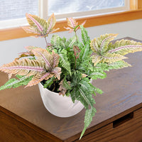 Pteris aspericaulis var. tricolor - orange fern