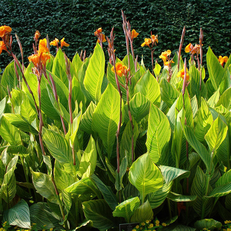 Canna assortis