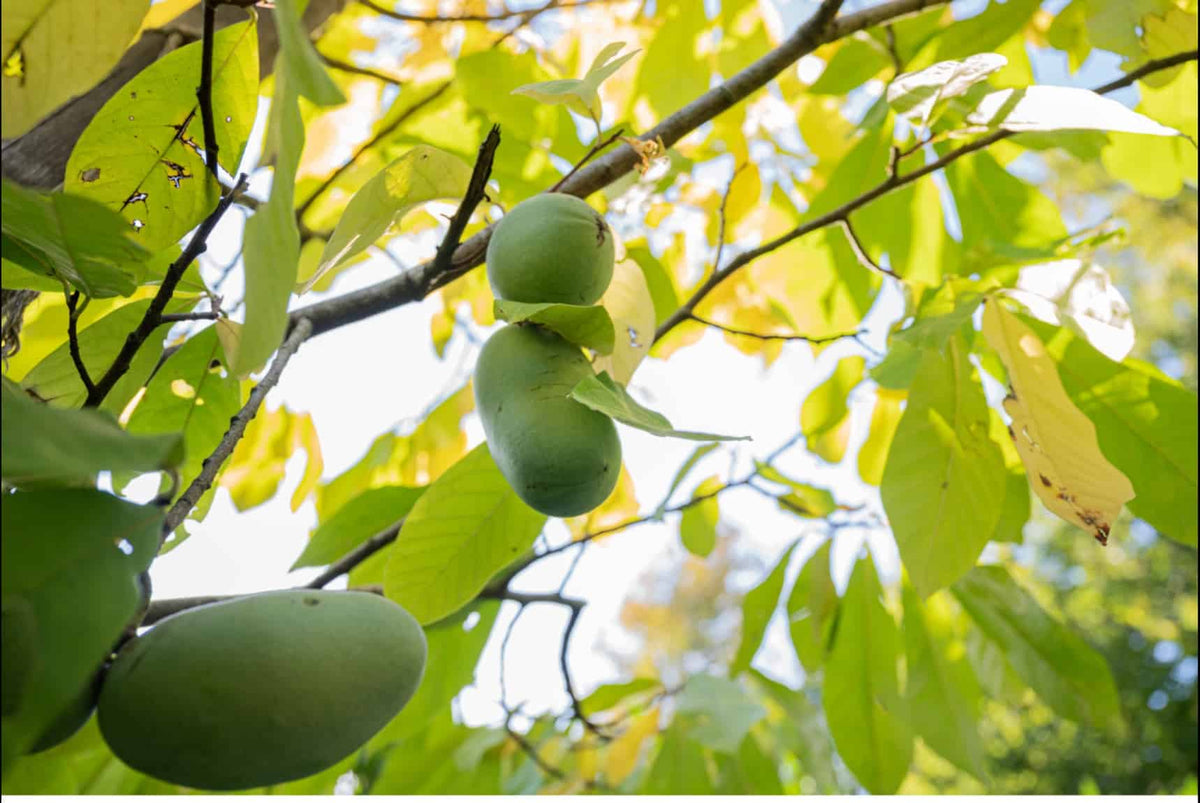 Asiminier trilobé - PAWPAW