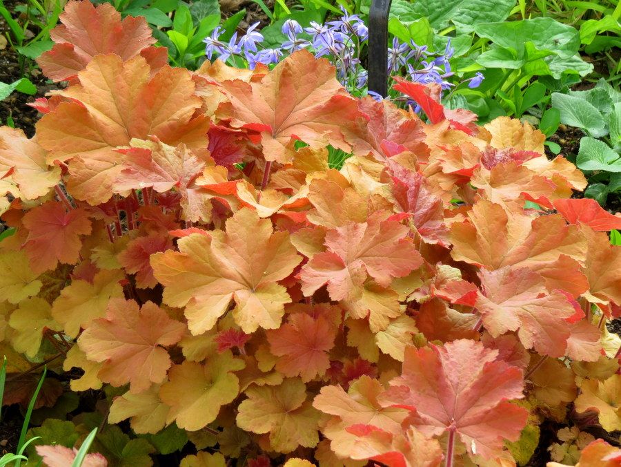 Heuchera 'Caramel' - heuchere