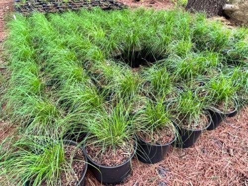 Carex rosea