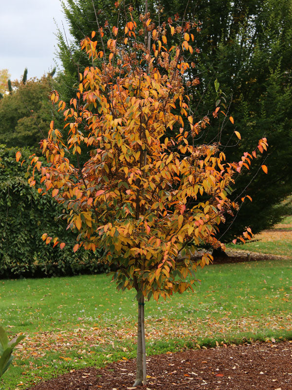 Carpinus Caroliniana Rising Fire