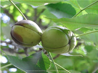 Caryer Lacinié, carya laciniosa