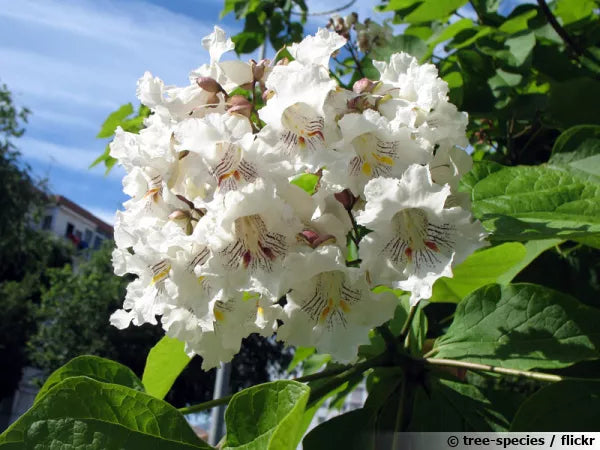 Catalpa Bignonioides 'Nana' -  (C. bungei HORT.)