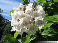 Catalpa Bignonioides 'Nana' -  (C. bungei HORT.)